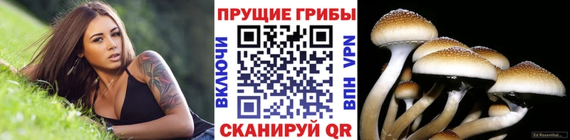 Псилоцибиновые грибы Magic Shrooms  Талица 